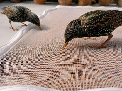 papad drying clothes with net zip